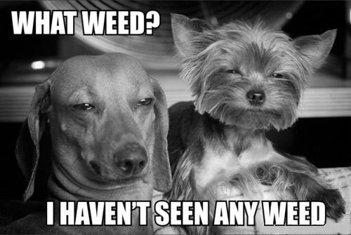 Dude, got any Milkbones?