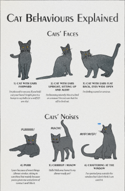 violent-vixen: why-animals-do-the-thing:  americaninfographic: