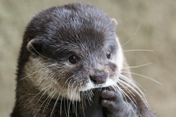 dailyotter: Otter Is in Suspense! Via _kotsume_ 