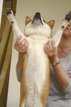 bakabt:  long dog 
