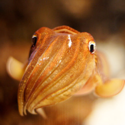 chained-wings:  If you don’t think cuttlefish are the cutest