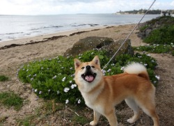 mer-se:  yakul-fox:  Yakul in front of flowers on the beach 