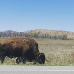 Throwback to Oklahoma, where the Bison roam. #OK #bison #oklahoma