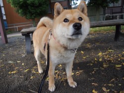 shibainu-komugi:  今日の柴犬の小麦さん #shiba #dog