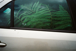 reflexes:  edi weitz self portrait with fern, 2011