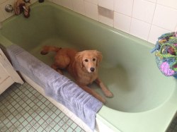 franklycats:  Belle loves water and was waiting for us to turn