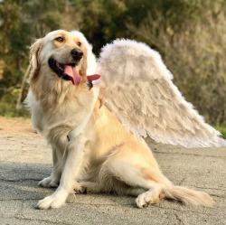 animalrates:  Please don’t send in angels.. as heavenly as