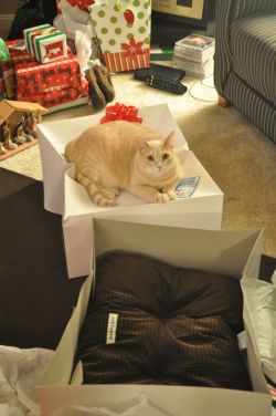 awwww-cute:  Got my cat a bed for Christmas 