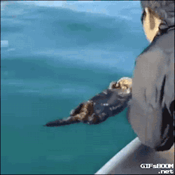 gifsboom:  Video: Sleeping Otter Gets a Rude Awakening in Alaska