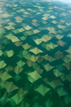 Mar de oro (a school of hundreds of Yucatan Golden Rays migrates