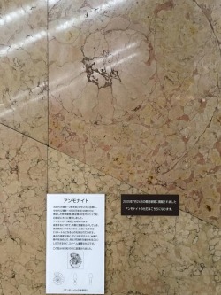 bluefumi:  An ammonite on a wall of the department store日本橋三越に行って子供の頃の記憶を頼りにこの壁と何十年ぶり？かの再会。小学生の頃、父親が連れて行ってくれた時の驚き今も忘れません。なので、今度は私が娘に。自分が嬉しかったことは出来るだけ渡すようにしてます^_^ではでは、素敵な日曜日を☆Have