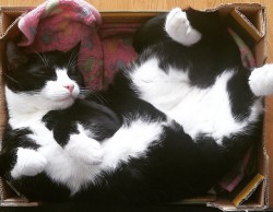 julkeyy:  Cat in a box