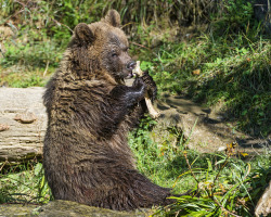 magicalnaturetour:  Sitting young bear with the bone by Tambako