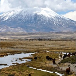 engrossingvolcanoeruptions:  Il sig. Parinacota #parinacota #volcano