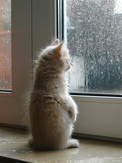 catsinrainorsnow:  The first rain - Irina Maysova 