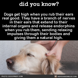did-you-kno: Dogs get high when you rub their ears  real good.