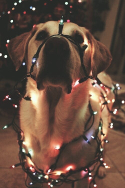 yourbarbarababih:  #light #Christmas #Dog #love  