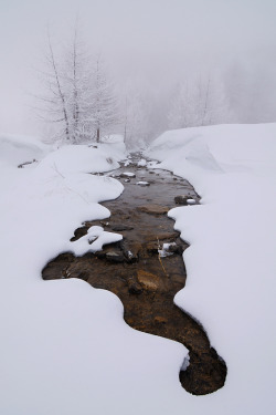 amadion:  Snowy Photo by Marco Barone 
