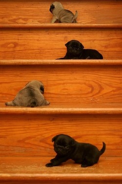 lickystickypickywe:  Baby pugs on steps.If you don’t at least
