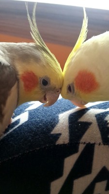 cockatielcove:  These two are just too cute.
