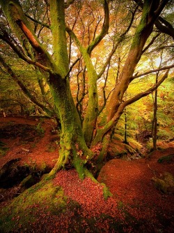 bluepueblo:  Autumn Forest, Scotland photo via pixie 