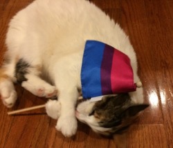 hattiecattie:Bisexual pride cat has graced your dash