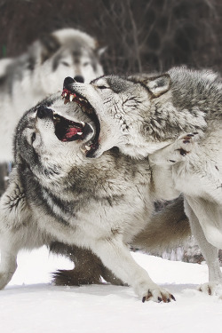 envyavenue:  Rivalry | Photographer