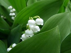Lily of the Valley 💖