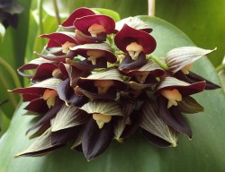 orchid-a-day:  Pleurothallis teaguei Syn.: Acronia teaguei July