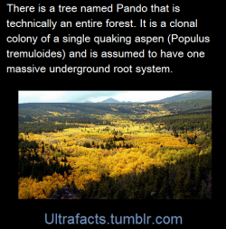 ultrafacts:Pando, also known as The Trembling Giant, is a clonal