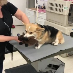 awwww-cute:  Corgi and her support plushie (Source: https://ift.tt/2JwGWVq)