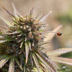 weedporndaily:  Medicated ladybug at Phytonix facilities #dinafem