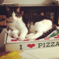 catsbeaversandducks:  Happy Pizza Party Day! Via Cats On Pizza/Imgur