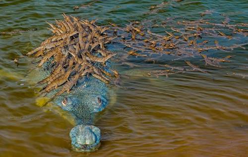 itscolossal:Over 100 Young Crocodiles Find Refuge on Their Father’s