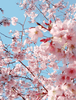 johnnyslittleanimalblog:  via  mistymorrning  