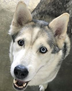 shelterpetproject: Dash is a Husky brought in as a stray to the