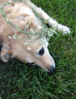 frillaei:  My ugly flower crown turns stupid cute when placed