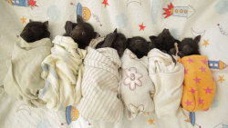 literalmeaning:  boredpanda:Orphaned Baby Bats At This Australian