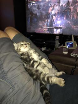 awwww-cute:  Adopted this Scottish fold baby, found out he is