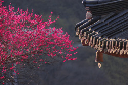 lovesouthkorea:Hwaeom temple (Red Plum) by DonQuixote 朴