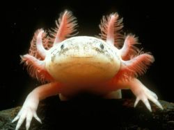 cool-critters:  Axolotl (Ambystoma mexicanum) These little fellows