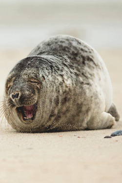 italian-luxury:  Sleepy Time Seal  by Tobias Kuhl