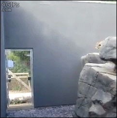4gifs: Leopard parkour
