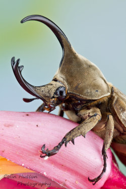 ayustar:  Rhinoceros beetle by ColinHuttonPhoto 