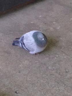 rocknroses:  lacmir:  have some orbs  these are the fattest pigeons