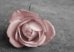 4-little-words:  Powder pink rose | Flickr – Compartilhamento