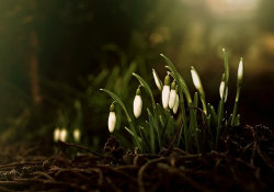 blooms-and-shrooms:  snowdrops by Bodghia  