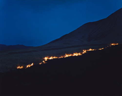 disease:RINKO KAWAUCHI / UNTITLED (AMETSUCHI) / 2012[lambda print