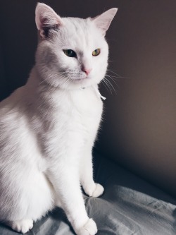 fuckyeahcats:  My handsome prince!