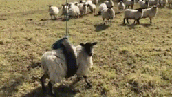 ask-jewene-the-ewe: Ewe Can Fly Found this fun gif on Reddit